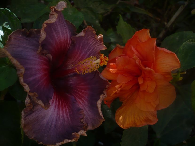 P1460584 - HIBISCUSI 2020-4