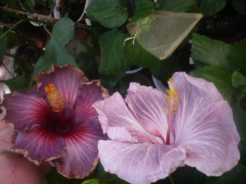 P1460587 - HIBISCUSI 2020-4