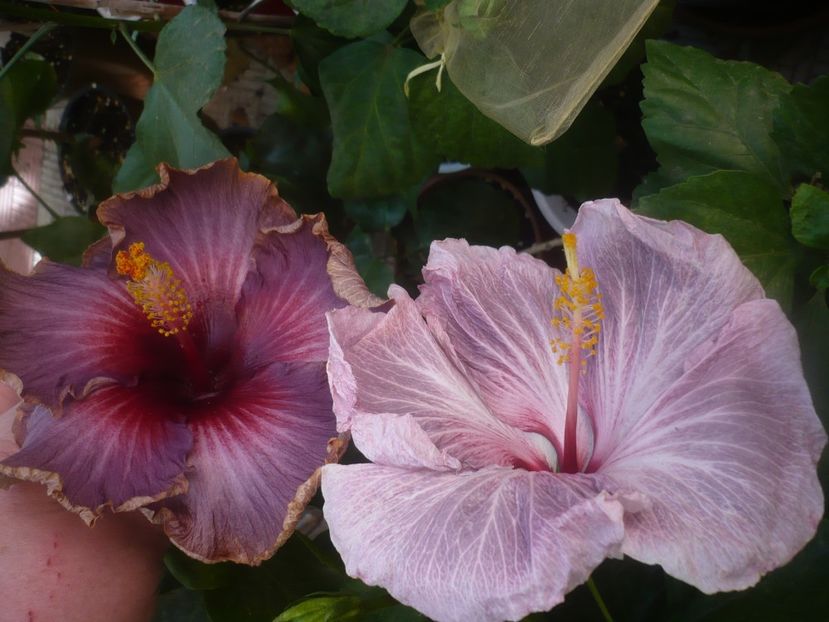 P1460588 - HIBISCUSI 2020-4