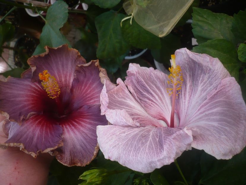 P1460589 - HIBISCUSI 2020-4