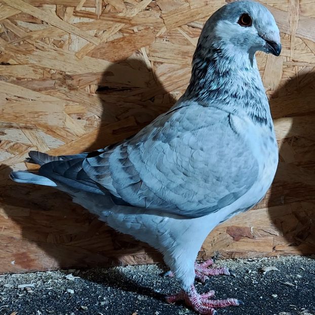  - 3---AGH DAȚI 2019 - 2025