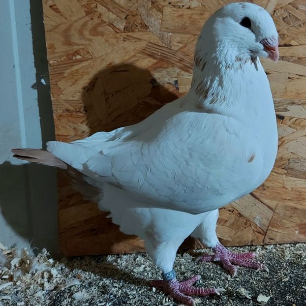  - 3---AGH DAȚI 2019 - 2025