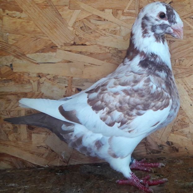  - 3---AGH DAȚI 2019 - 2025