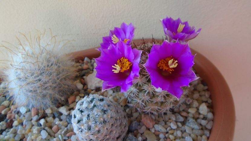 Mammillaria schumannii v. globosa - Cactusi 2020 evolutie vara bis