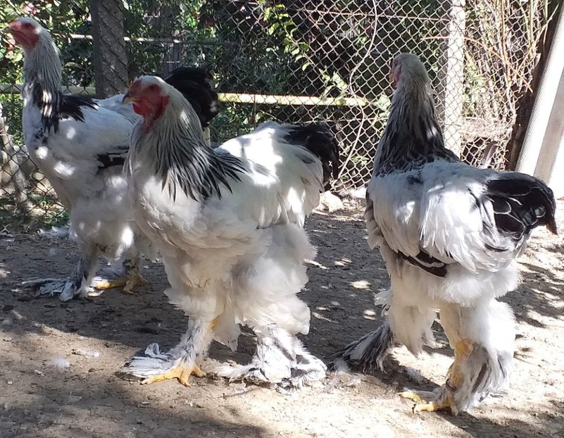  - VIITOR SPERANTE 2021