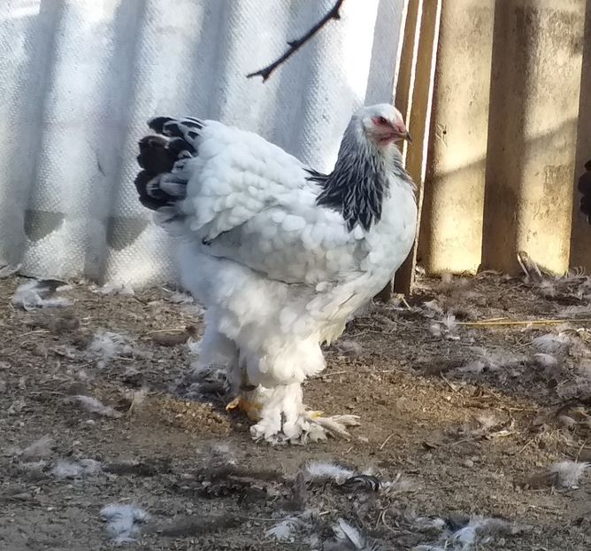  - VIITOR SPERANTE 2021