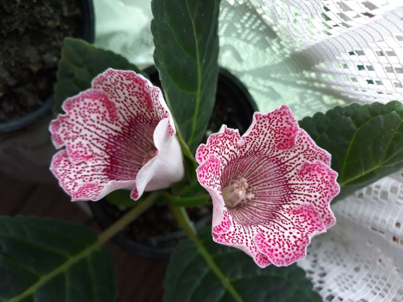 - Gloxinia 2020