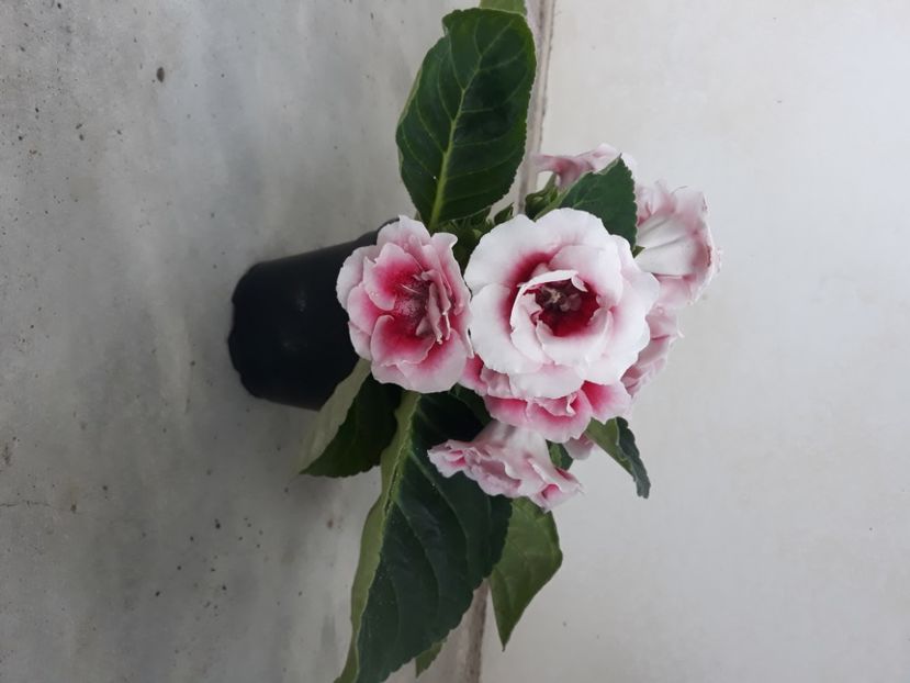  - Gloxinia 2020
