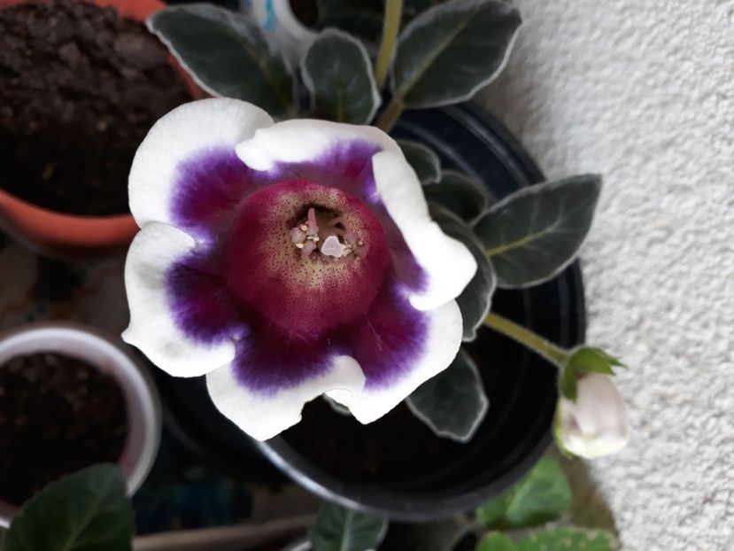  - Gloxinia 2020