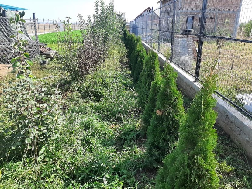 WhatsApp Image 2020-09-20 at 18.02.00 - TEREN CALIN