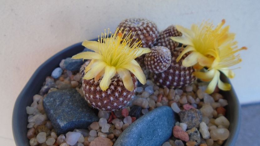 Copiapoa laui - Cactusi 2020 evolutie vara bis