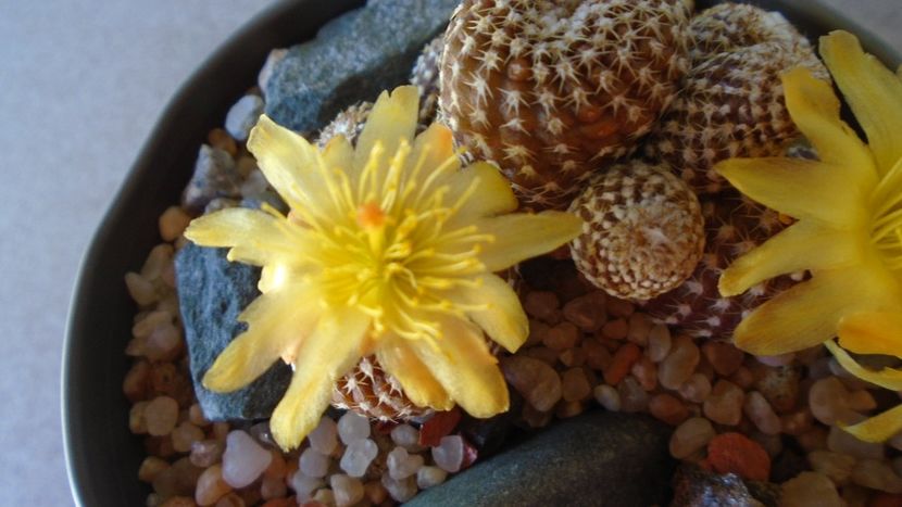 Copiapoa laui - Cactusi 2020 evolutie vara bis