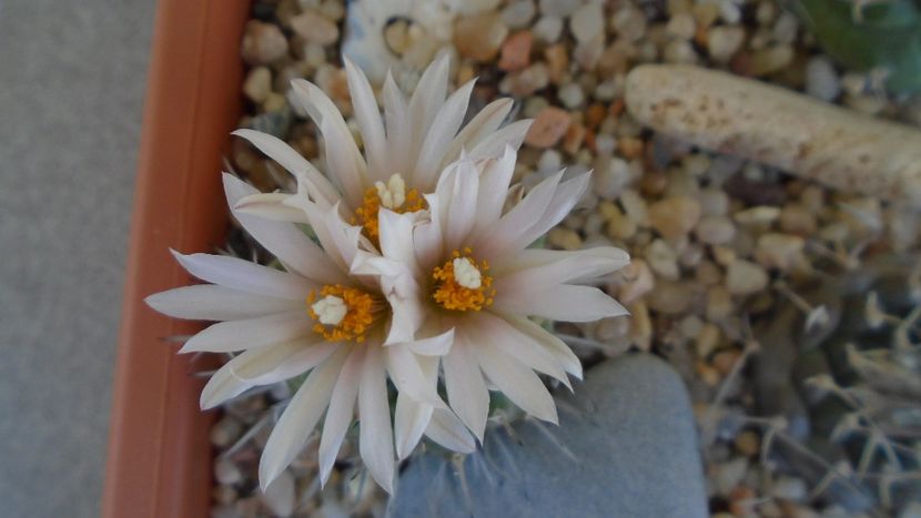 Turbinicarpus hb. - Cactusi 2020 evolutie vara bis