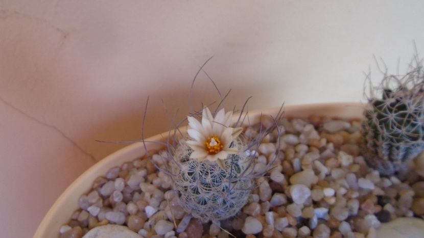 Turbinicarpus dickisoniae - Cactusi 2020 evolutie vara bis