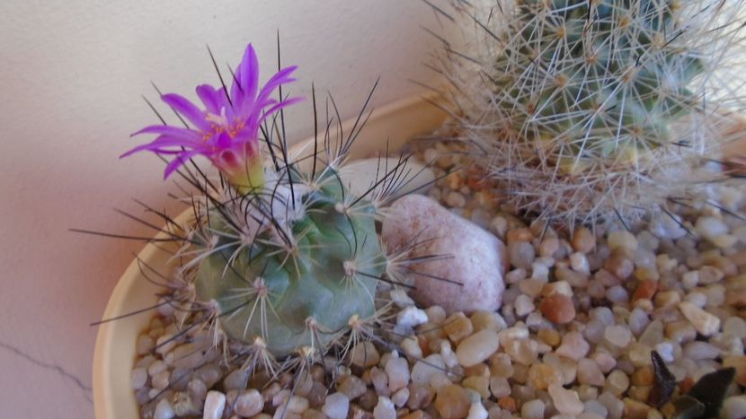 Turbinicarpus viereckii - Cactusi 2020 evolutie vara bis
