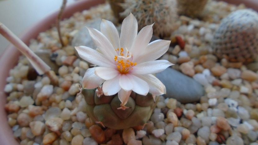 Turbinicarpus lophophoroides - Cactusi 2020 evolutie vara bis