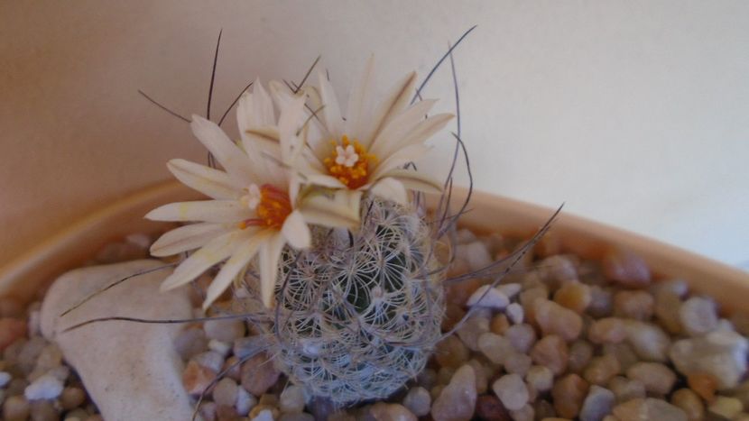 Turbinicarpus dickisoniae - Cactusi 2020 evolutie vara bis