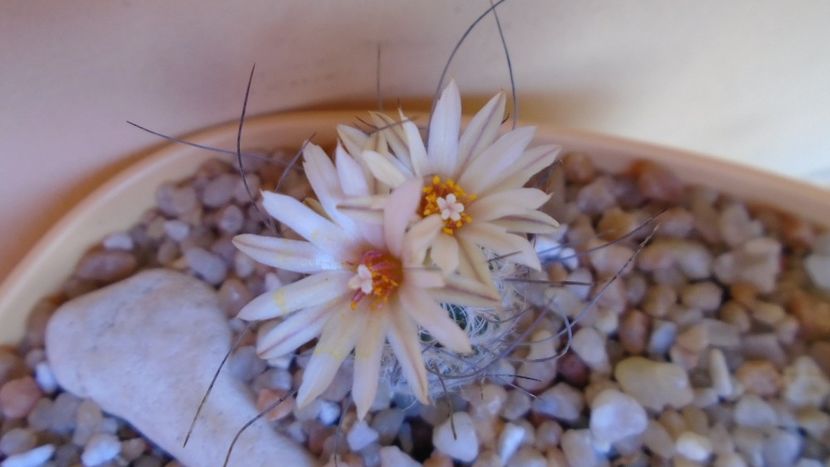 Turbinicarpus dickisoniae - Cactusi 2020 evolutie vara bis