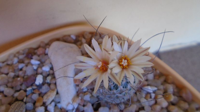 Turbinicarpus dickisoniae - Cactusi 2020 evolutie vara bis