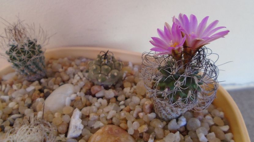 Turbinicarpus krainzianus v. lausseri - Cactusi 2020 evolutie vara bis