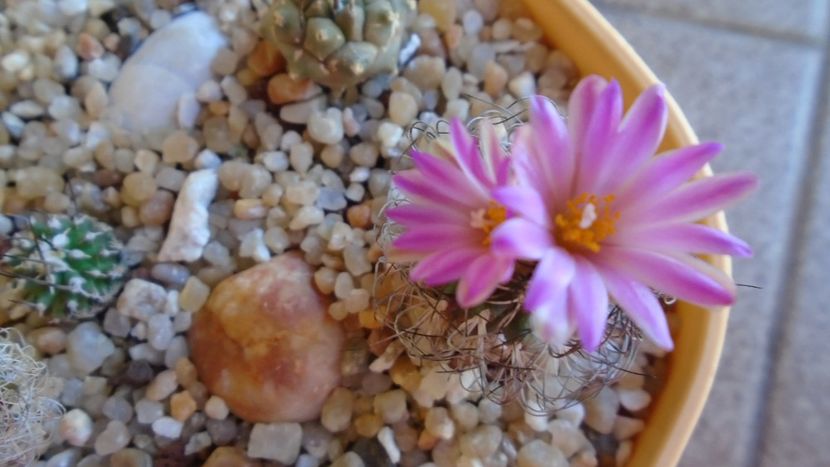 Turbinicarpus krainzianus v. lausseri - Cactusi 2020 evolutie vara bis