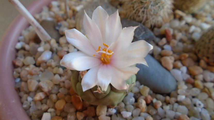 Turbinicarpus lophophoroides - Cactusi 2020 evolutie vara bis