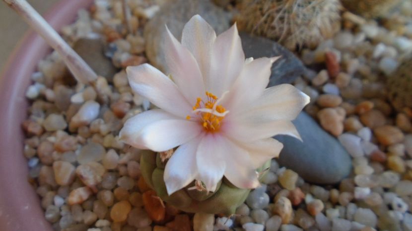 Turbinicarpus lophophoroides - Cactusi 2020 evolutie vara bis