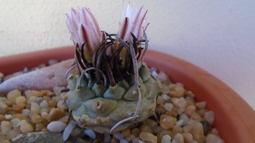 Turbinicarpus schwarzii v. rubriflorus - Cactusi 2020 evolutie vara bis