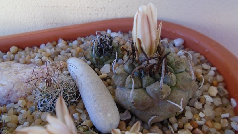 Turbinicarpus schwarzii v. rubriflorus - Cactusi 2020 evolutie vara bis