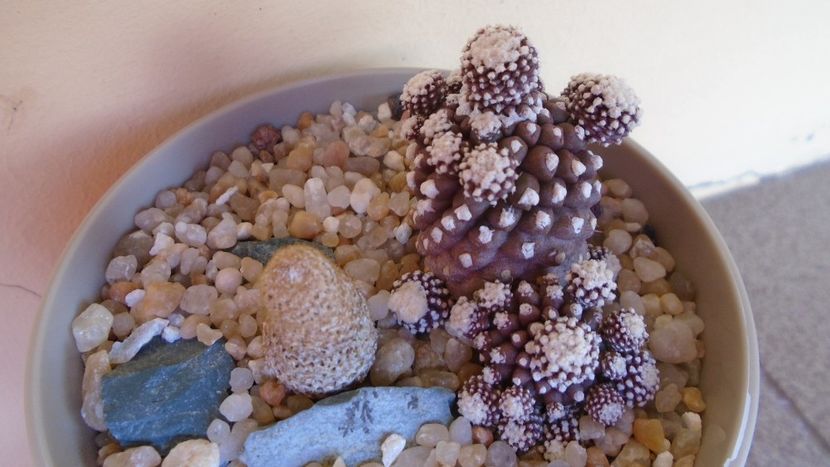 Thelocephala (Eriosyce) napina v. duripulpa & Copiapoa humilis ssp. tenuissima f. monstruosa - Cactusi 2020 evolutie vara bis