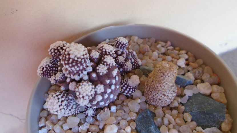 Thelocephala (Eriosyce) napina v. duripulpa & Copiapoa humilis ssp. tenuissima f. monstruosa - Cactusi 2020 evolutie vara bis