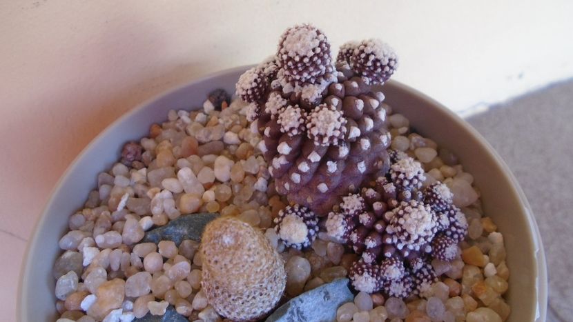 Thelocephala (Eriosyce) napina v. duripulpa & Copiapoa humilis ssp. tenuissima f. monstruosa - Cactusi 2020 evolutie vara bis