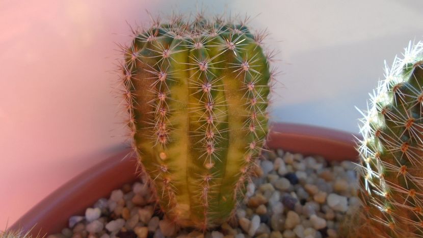 Echinopsis sp. variegata - Cactusi 2020 evolutie vara bis