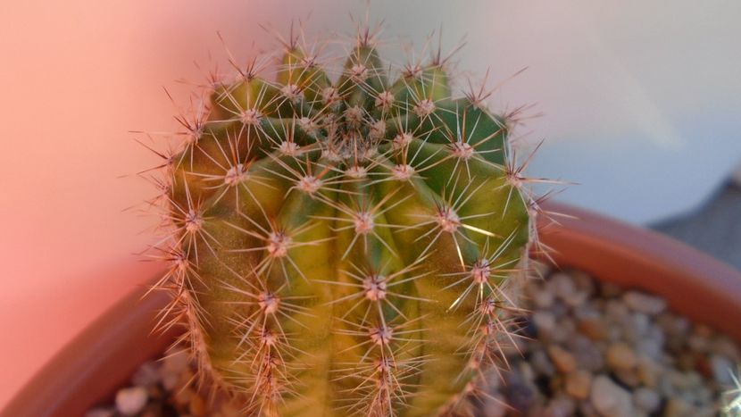 Echinopsis sp. variegata - Cactusi 2020 evolutie vara bis