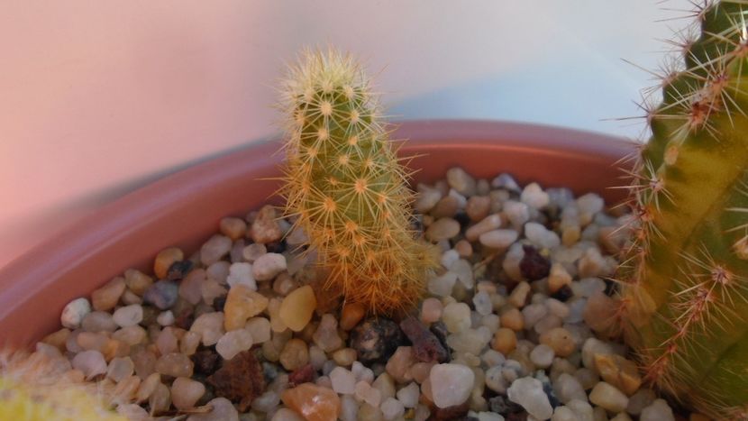 Acharagma roseanum ssp. galeanense, Galeana, Nuevo León, Mx - Cactusi 2020 evolutie vara bis