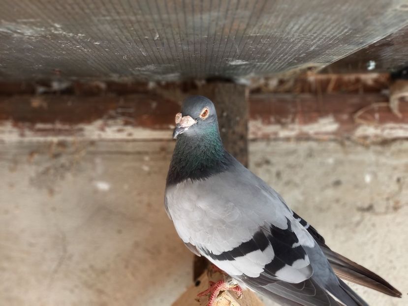 Batranul jansen - Cativa porumbei reprezentativi ai crescătoriei noastre