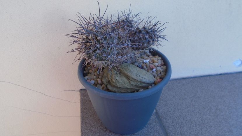 Austrocactus patagonicus (Austrocactus bertinii) - Cactusi 2020 evolutie vara bis