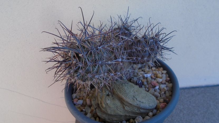 Austrocactus patagonicus (Austrocactus bertinii) - Cactusi 2020 evolutie vara bis