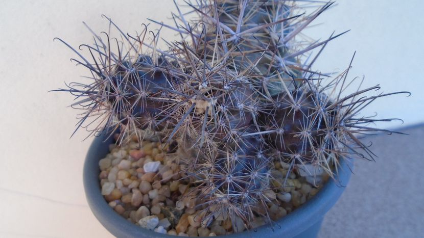 Austrocactus patagonicus (Austrocactus bertinii) - Cactusi 2020 evolutie vara bis