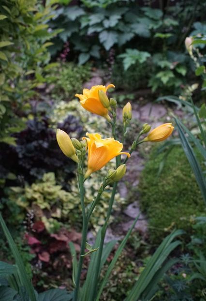 sau Siloam Nugget - Hemerocallis 2020- 2021- 2022