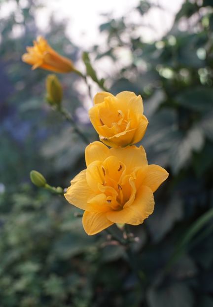  - Hemerocallis 2020- 2021- 2022