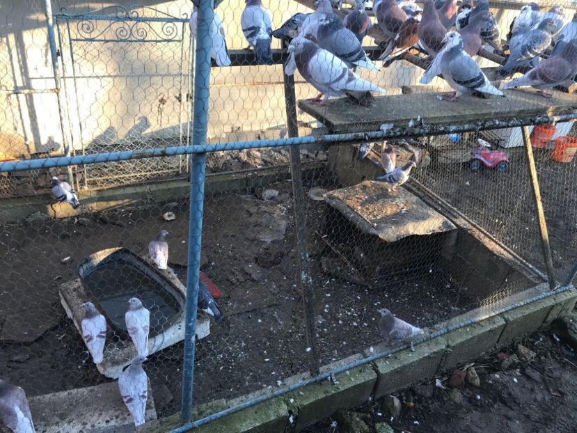 049C908F-A49F-4F22-8134-F2C9B6302E5A - Voiajori sport 2016 - 2020