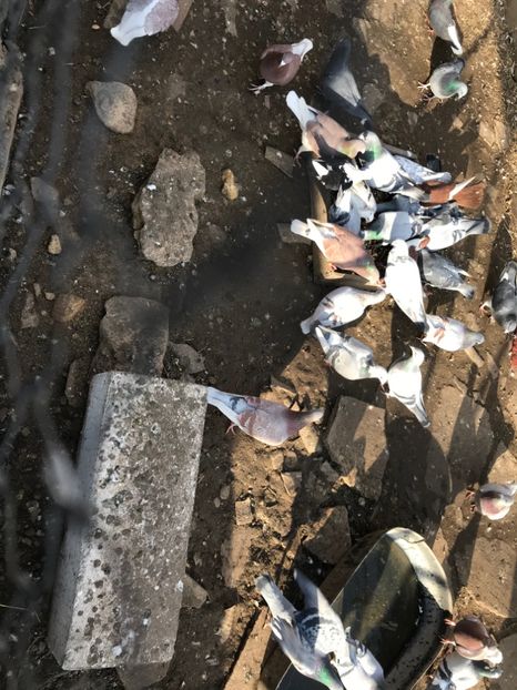 BB925C6C-60CB-4CE5-9960-7441329691AF - Voiajori sport 2016 - 2020