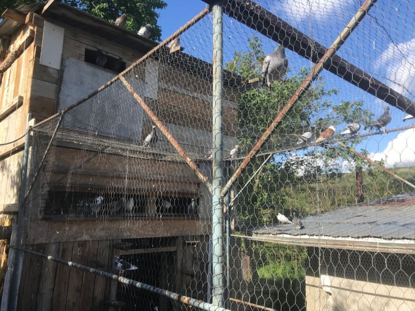 AA46D95A-336F-4AA1-BAE8-1B95DC9AC6C6 - Voiajori sport 2016 - 2020