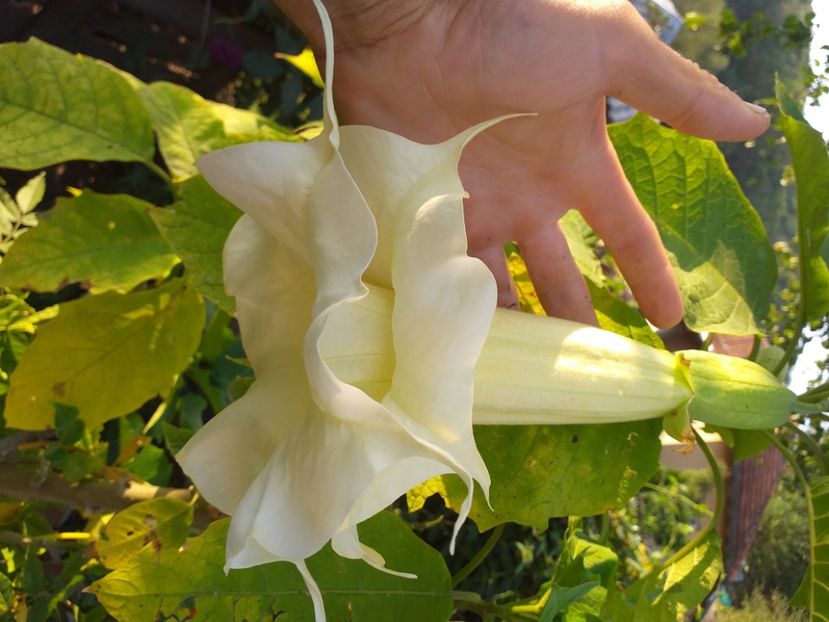  - Datura galben dublă