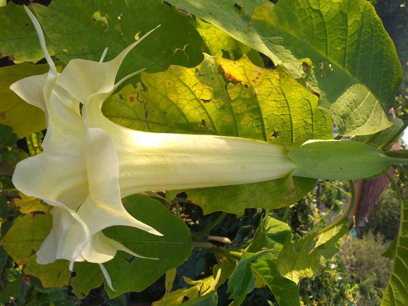  - Datura galben dublă