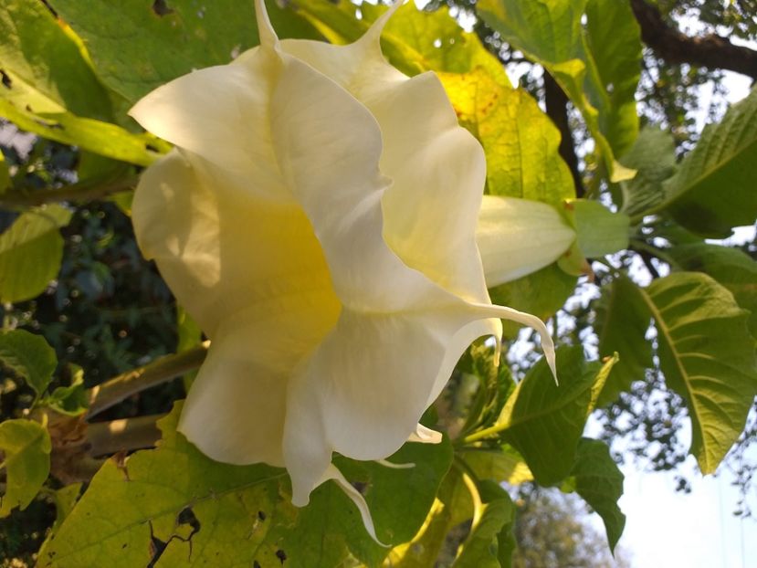  - Datura galben dublă