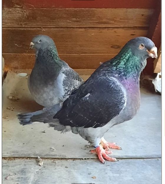 F 2015 :M 2015 - VOIAJORI STANDARD si VRDF