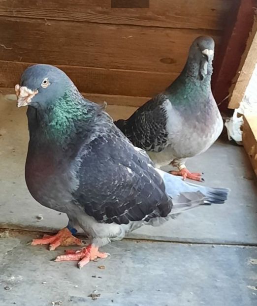  - VOIAJORI STANDARD si VRDF