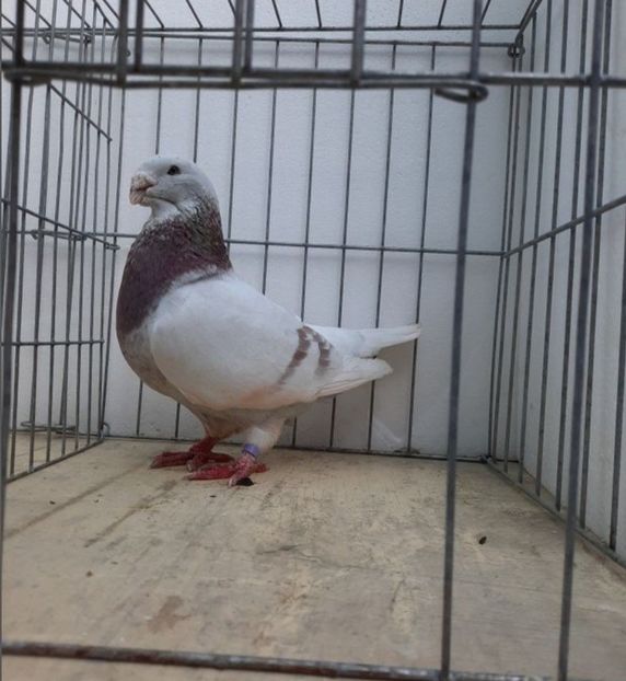 M2015 - VOIAJORI STANDARD si VRDF